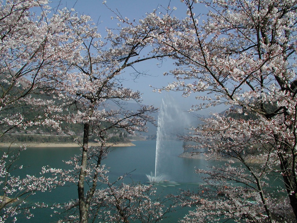市房ダム湖の桜_メーン
