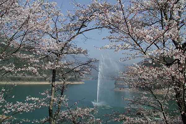 市房ダム湖の桜