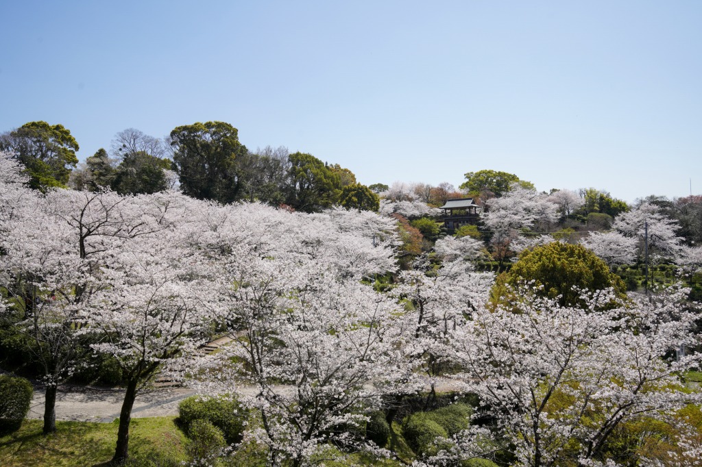 菊池公園の桜_メーン
