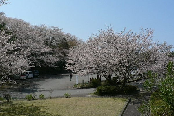 千厳山の桜