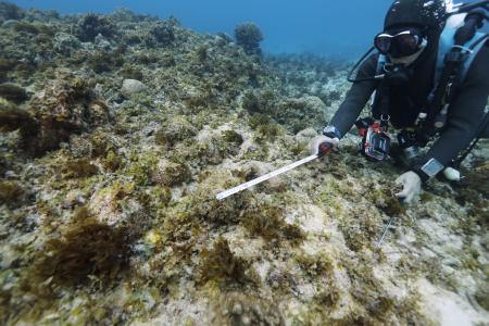 　米軍普天間飛行場移設工事の埋め立て予定区域から移植されたサンゴ。一部が死滅し藻に覆われていた＝１月、沖縄県名護市辺野古沖の大浦湾