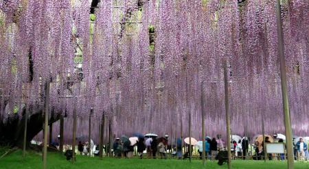 　栃木県足利市のあしかがフラワーパークで、満開を迎えた樹齢１６０年の「大藤」＝１日午後