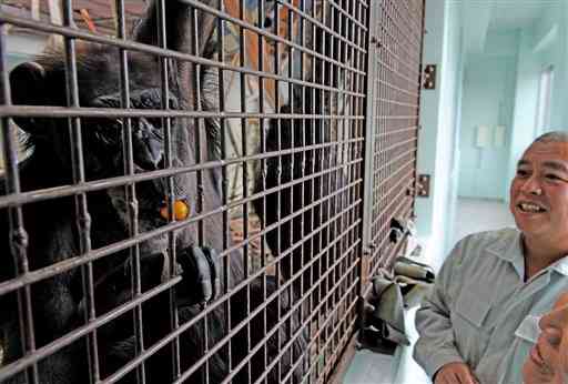 地震の恐怖をなかなか拭えなかったチンパンジーの「クッキー」と福原真治飼育員＝11月28日、熊本市動植物園