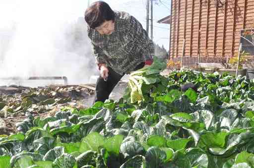 地熱を利用して育てた黒菜を収穫する白地アソ子さん＝小国町