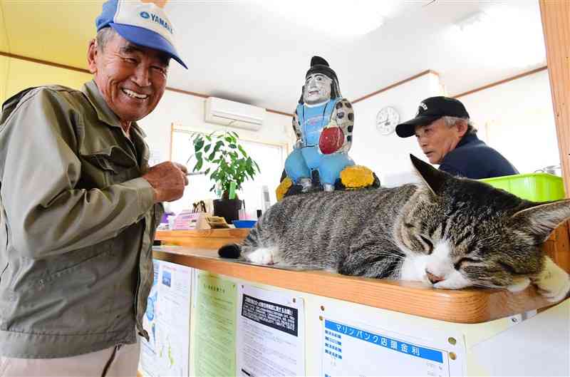 天草漁協湯島出張所のカウンターで〝爆睡〟するキジトラ柄のボス猫「ロース」＝2017年9月、上天草市の湯島