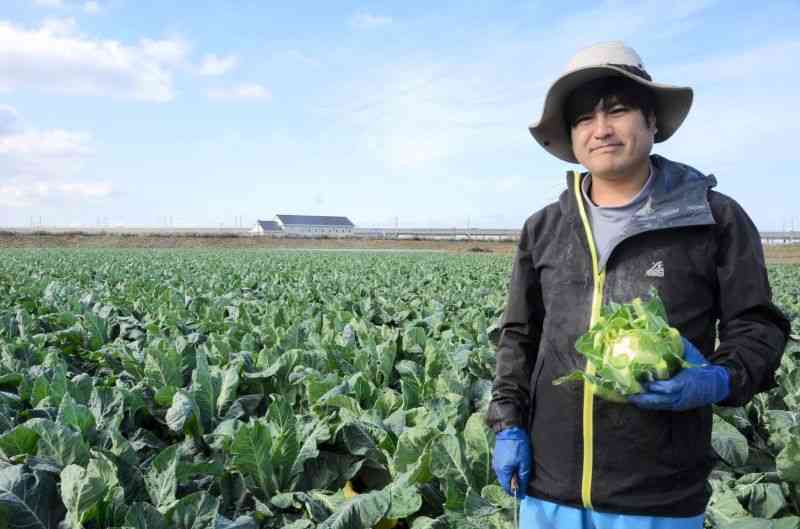 八代平野でカリフラワーを栽培する太田裕士さん。白い花蕾（からい）を傷つけないよう、一つ一つ丁寧に収穫する＝1月下旬、八代市千丁町