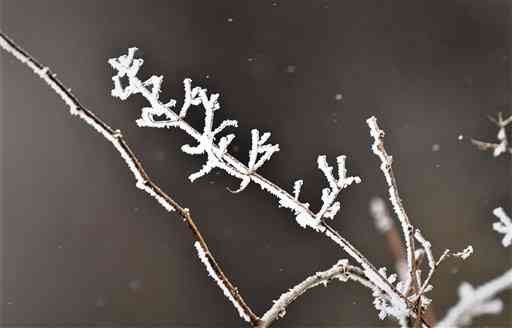 白銀の世界で、枝に付いた氷の結晶