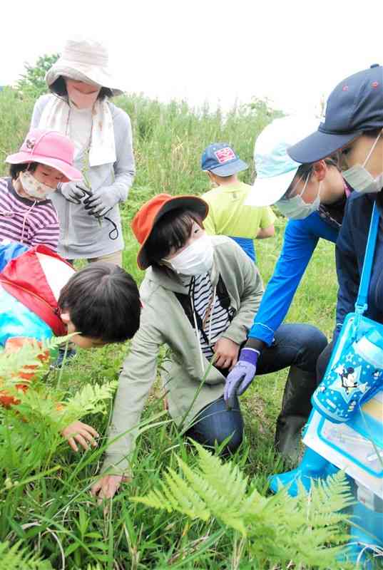 井上真希さん（中央）のアドバイスで、草むらの中の虫を探すくまTOMOサポーターの子どもたち＝高森町