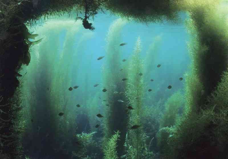 　【特選】「ゆりかご」長江英俊（60）　合志市（城北個人639）▽有効画素数2020万、レンズ15ミリ、ISO100、絞り8、100分の1秒　【評】上天草市の白涛［しらと］海岸で、群れる小魚を守るかのように茂る海藻を水中撮影しています。新緑といえば地上の野山を思い浮かべますが、海にも新しい季節が巡ってきていることを教えられます。差し込む太陽光が、海藻の緑を効果的に浮かび上がらせました。