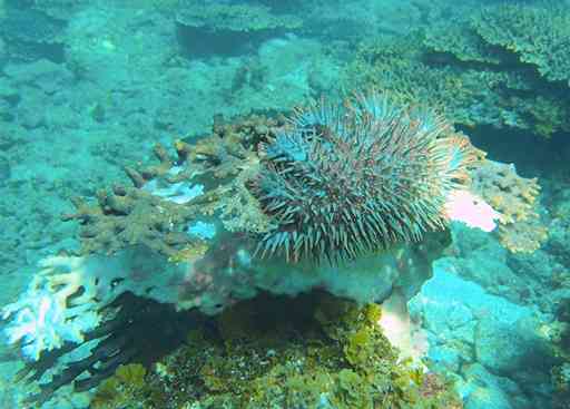 サンゴを食べるオニヒトデ、時に大発生してサンゴに大きな被害を与える