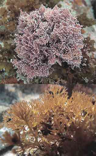 タイドプールに多い紅藻のサンゴモの仲間（上）と、微小な貝類がたくさん付いているオキツノリ