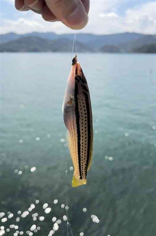 御立岬公園の海釣りランドで釣れたベラ。小さいが簡単に釣れる