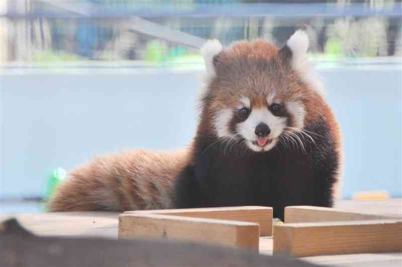 熊本市動植物園で生まれたレッサーパンダの杏香＝9月24日、熊本市東区