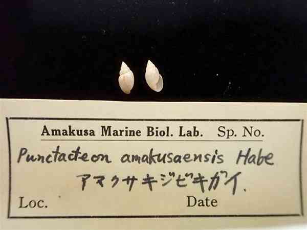 九州大学天草臨海実験所に収蔵されているアマクサキジビキガイの標本