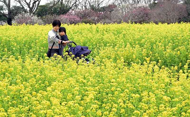 見頃を迎えた菜の花畑を散策する親子連れ＝15日正午過ぎ、熊本市動植物園（上杉勇太）