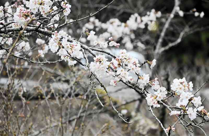 市房ダム湖畔の一部で咲き始めたソメイヨシノ＝11日、水上村