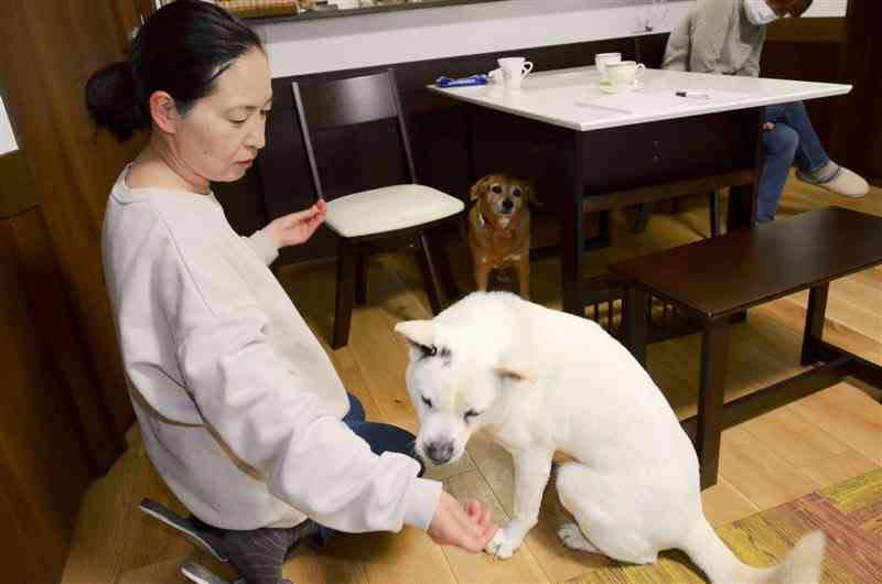 「しろ」におやつを与える卜部利佳さん。〝先輩犬〟のマーニーは少し憶病だ＝17日、熊本市北区