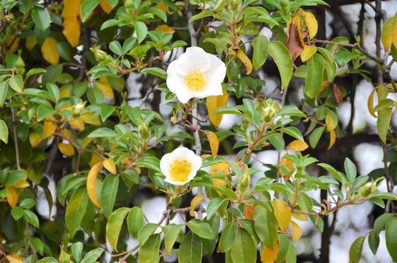 熊本市動植物園で咲くツルバラの一種「ナニワイバラ」＝2日、熊本市東区