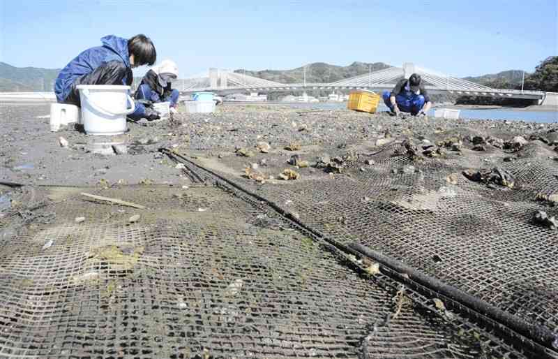 天敵のエイやチヌから守るため、漁場を覆う網を設置した干潟でアサリを採る漁業関係者ら＝3月27日、芦北町