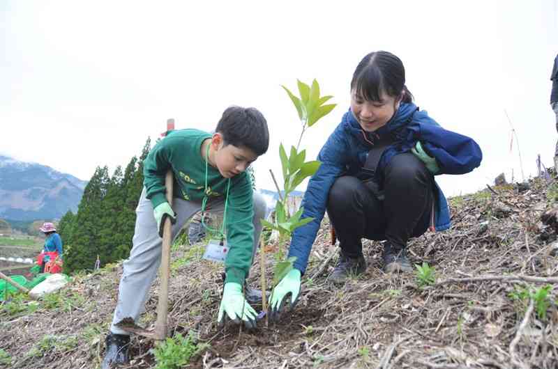 植樹イベントで、スギ伐採跡地に苗木を植える参加者たち＝7日、山都町