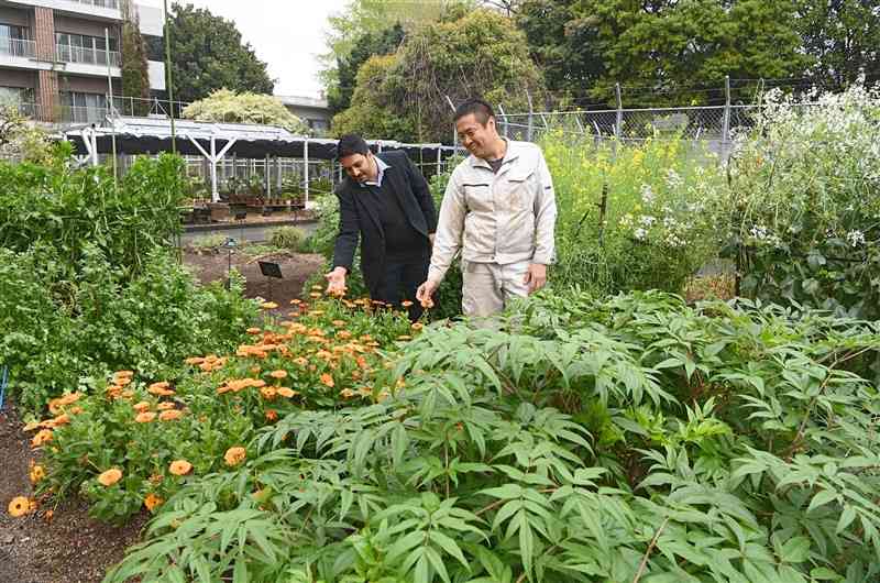 約2千種の薬用植物が栽培されている熊本大薬学部の薬用植物園。管理する同園担当技術専門職員の渡邊将人さん（右）と助教のデブコタ・ハリさんがいとおしそうに植物をみつめていた＝5日、熊本市中央区（小野宏明）