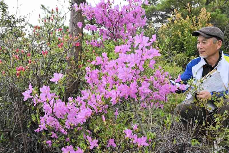 ピンクの花を咲かせたアマクサミツバツツジと、観察する橋本英治さん＝11日、上天草市