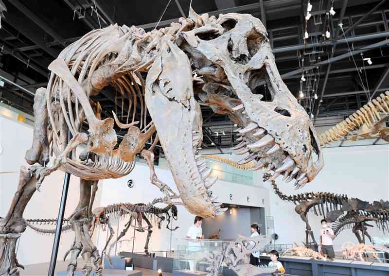 迫力満点のティラノサウルスの全身骨格標本などが楽しめるベネックス恐竜博物館＝2023年8月、長崎市