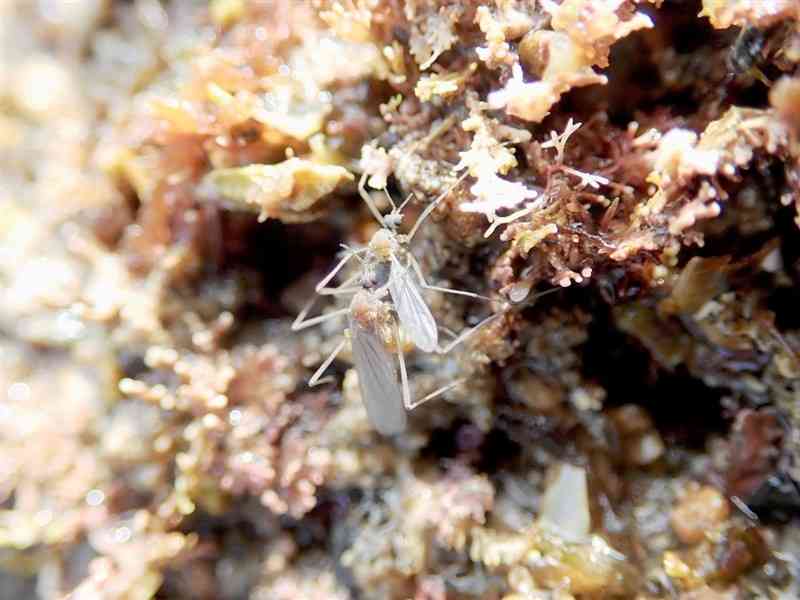 潮間帯の海藻上で交尾するウミユスリカの仲間