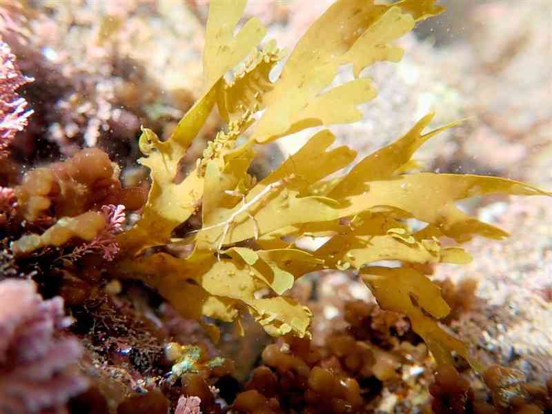 海藻上のトゲワレカラ