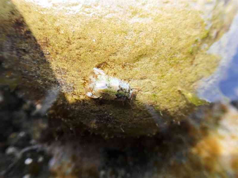 岩の上のシリケンウミセミ