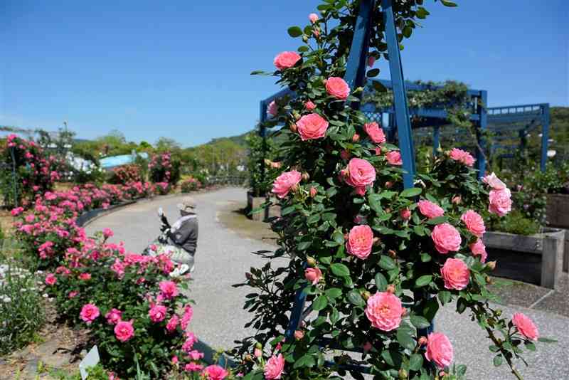 約800種類、5千株のバラを楽しめるエコパーク水俣のバラ園＝25日、水俣市