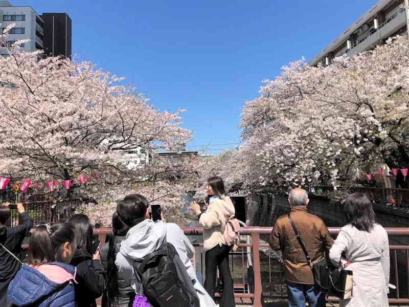 目黒川沿いの満開の桜を撮影する旅行客ら＝4月上旬、東京