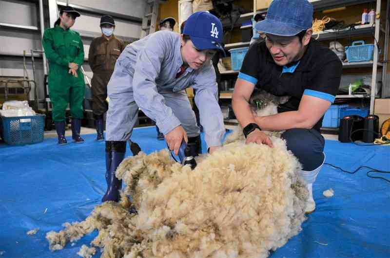 バリカンでヒツジの毛を刈る学生＝26日、益城町