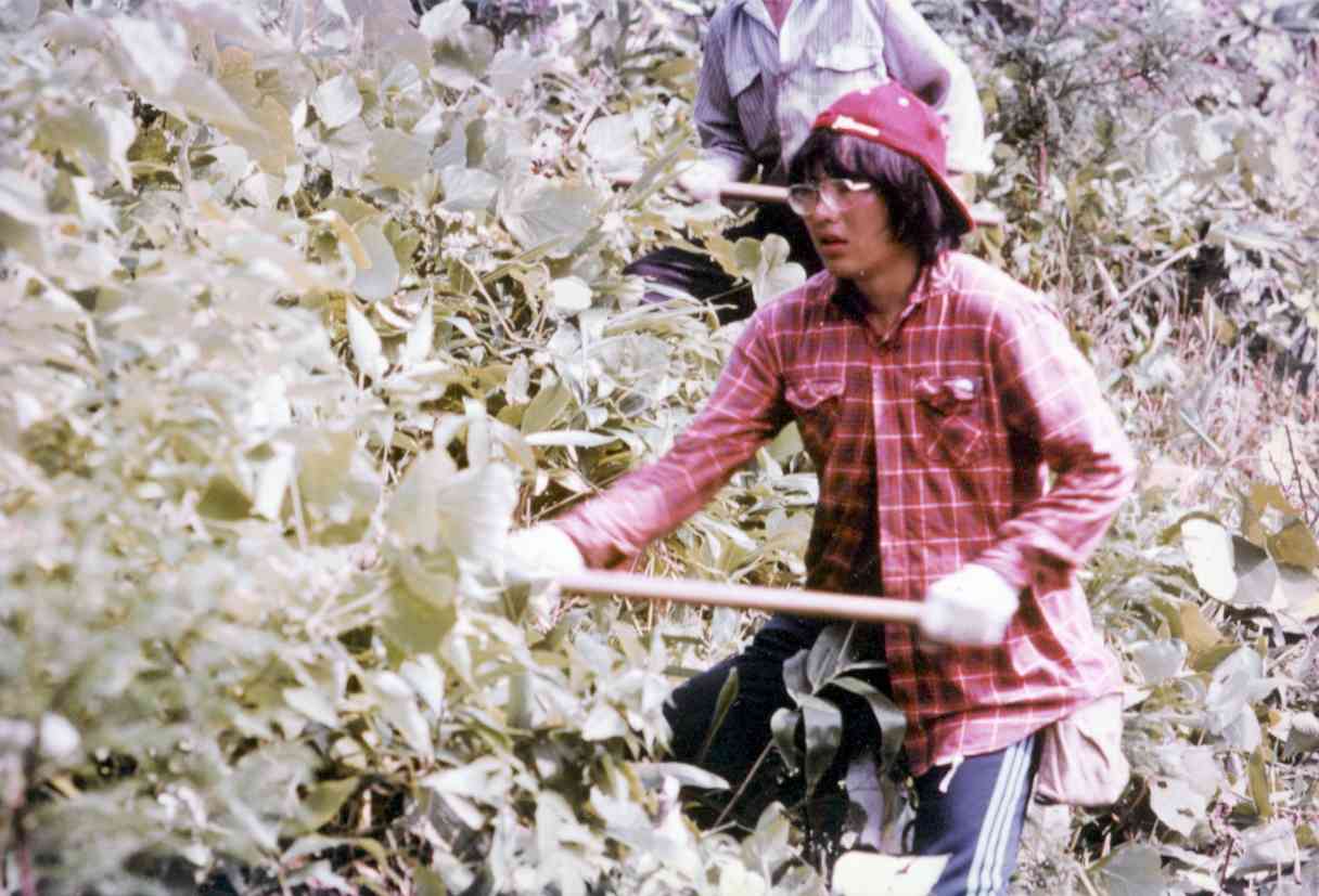 草刈十字軍に初めて参加。植林地で下草を刈る私 ＝1982年8月、富山県大沢野町