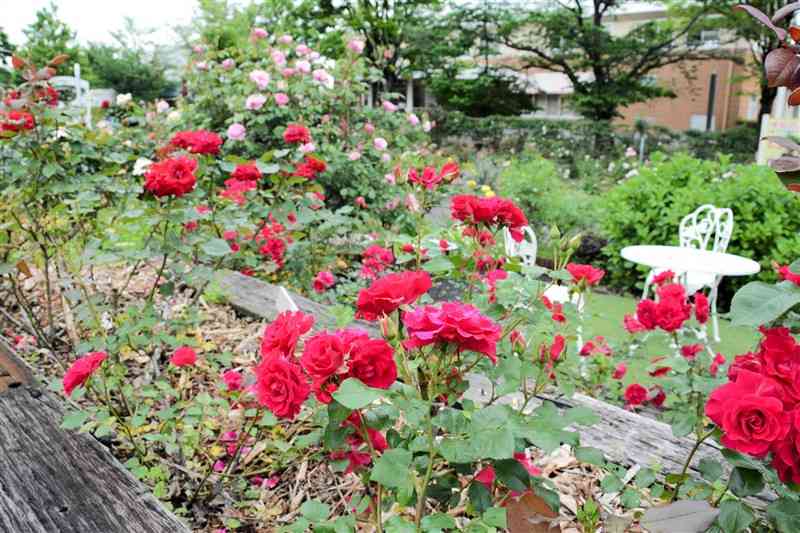 鮮やかな赤いバラが目を引く園内＝1日、熊本市北区