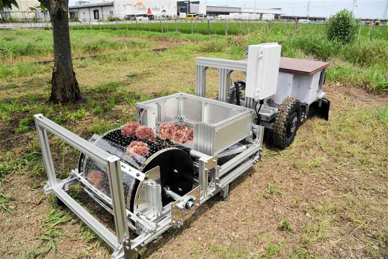 末松電子製作所で試作した自律走行型クリ収穫機。電動けん引機（奥）に連結した収穫機（手前）が回転ブラシでいがぐりや実を拾い集める＝4月25日、八代市
