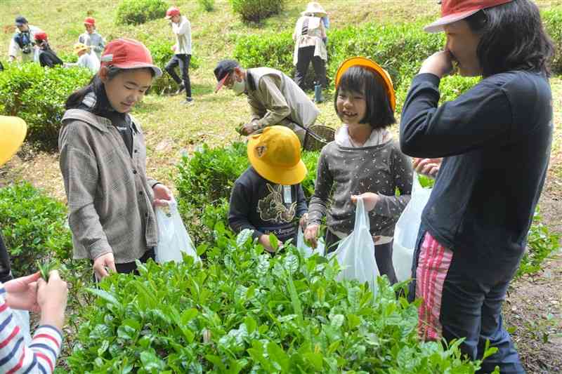 学校内の茶園で茶葉を摘み取る児童＝2日、美里町