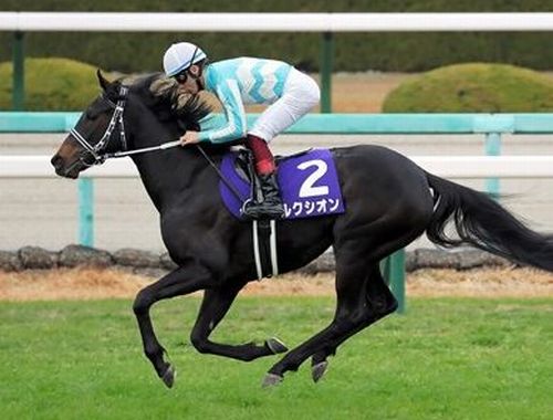 ヨカヨカ５着 ルクシオン１０着 熊本県産馬 初のｇ 快走 熊本日日新聞社