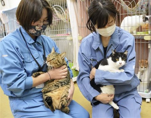 １匹でも多く命救って １９日 熊本市で犬猫譲渡会 熊本日日新聞社