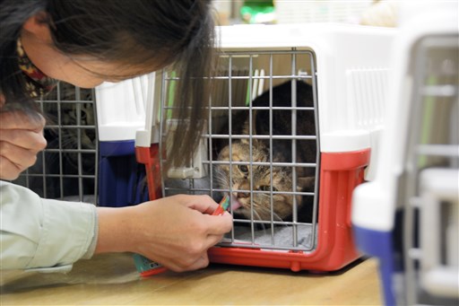 猫たち助かったニャー 熊本市愛護センターの45匹 もらい手確保 支援団体 ｓｎｓで全国に ｓｏｓ 熊本日日新聞社