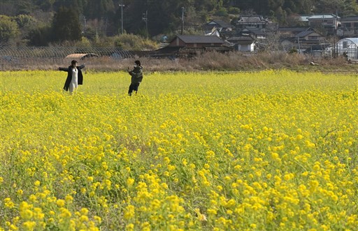 黄色い じゅうたん 上天草市で菜の花見頃 ３日 立春 熊本日日新聞社