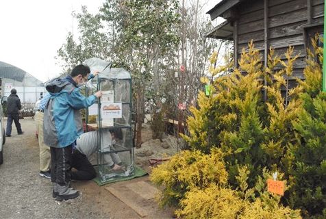 春の風物詩 くまもと春の植木市 感染予防徹底 ８日開幕 熊本日日新聞社