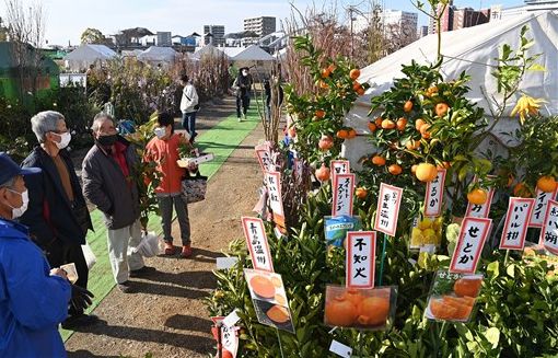 くまもと春の植木市開幕 コロナ疲れ癒やして 熊本日日新聞社