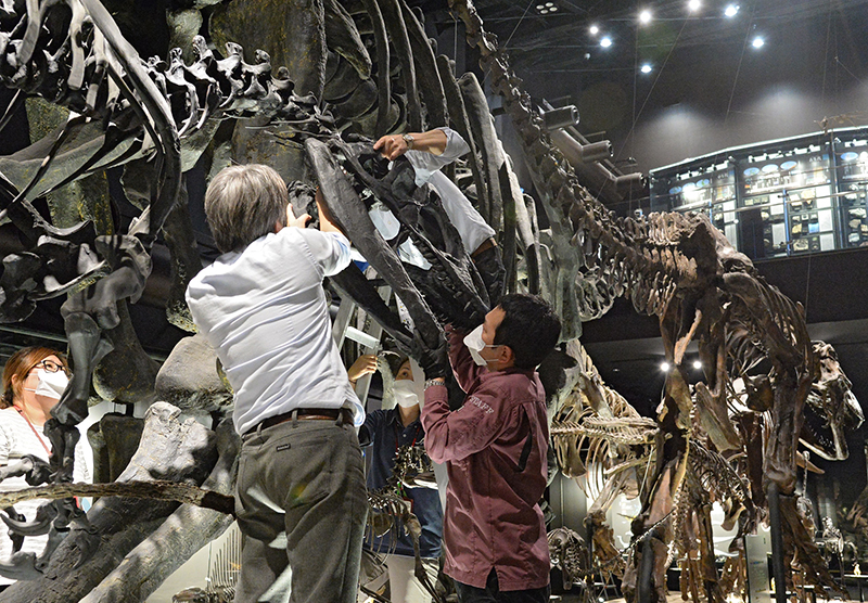 「恐竜大行進」の標本骨格を確認するする技術員ら＝2016年４月12日午後、御船町恐竜博物館