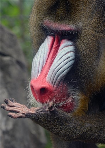 コタロウ 安らかに 熊本市動植物園のマンドリル 熊本日日新聞社