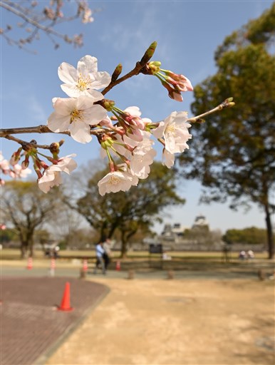 速報 熊本県内で桜開花 熊本日日新聞社