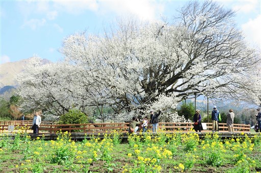 一心行の大桜 満開 自粛疲れ癒やす 南阿蘇村 例年より早め 熊本日日新聞社