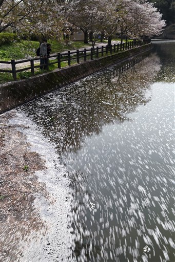 桜の花びら ゆらり 宇土市の立岡自然公園 熊本日日新聞社