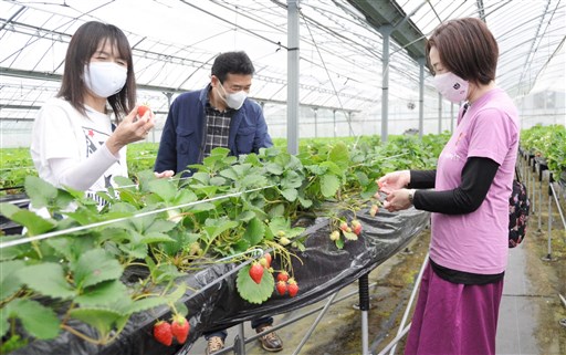 観光イチゴ園 復興へ結束 南阿蘇村の８農園 熊本日日新聞社