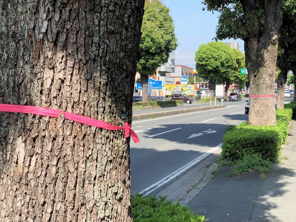 街路樹に巻き付くピンクのリボン 何の印 熊本市中心部 電車通りの６割に 熊本日日新聞社